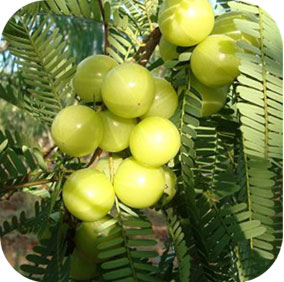 Amla