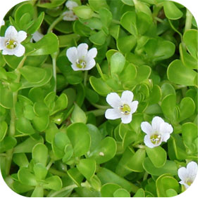 Bacopa - Mental Alertness, Memory and Mood