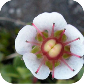 Bergenia ciliate