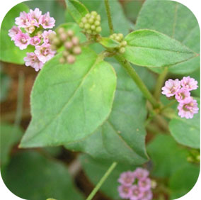 Boerhavia