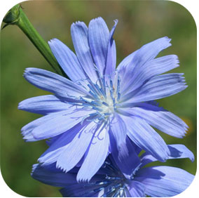 Chicory