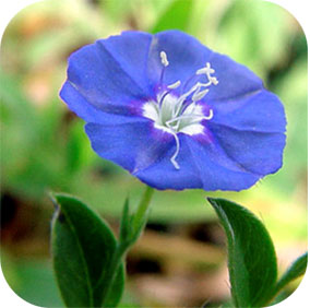 Dwarf Morning Glory