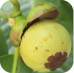 Garcinia - Weight Control