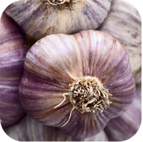 Garlic - Coronary and Immune Support