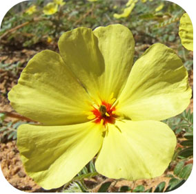 Tribulus - Urinary Support