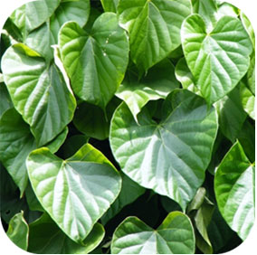 Indian Tinospora