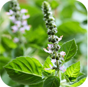 Holy Basil - Stress, Emotional Well-Being and Relaxation