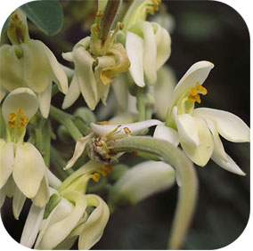 Horseradish Tree