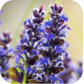 Hyssop