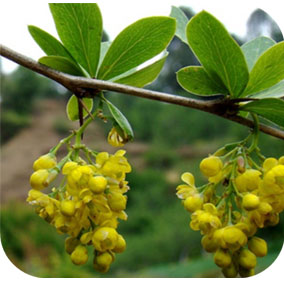 Indian Barberry