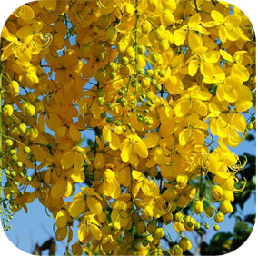 Indian Laburnum