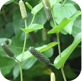 Indian Long Pepper