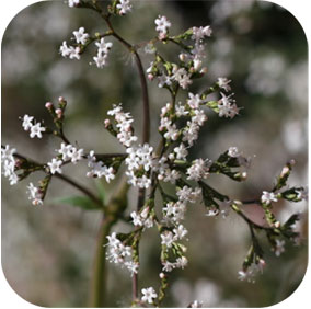 Indian Valerian