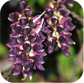 Mucuna - Nervine and Mood Tonic