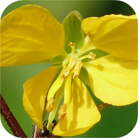 Cassia Occidentalis