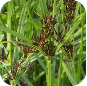 Cyperus