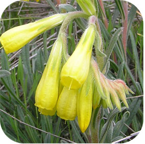 Onosma Bracteatum