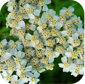 Yarrow